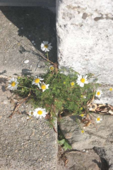 Riguidel2025WrachPha02