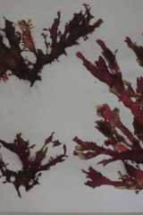 Riguidel2025WrachRec02