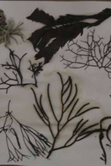 Riguidel2025WrachRec03