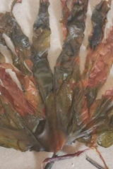 Riguidel2025WrachRec04