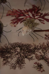 Riguidel2025WrachRec10