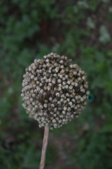 Riguidel2025WrachVeg01