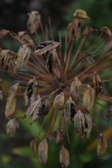 Riguidel2025WrachVeg02