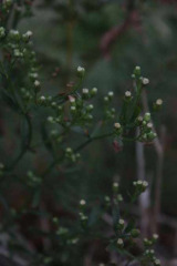 Riguidel2025WrachVeg03