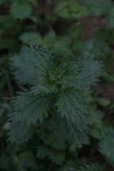 Riguidel2025WrachVeg04