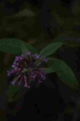 Riguidel2025WrachVeg05