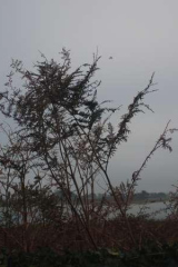 Riguidel2025WrachVeg06