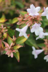 Riguidel2025WrachVeg07