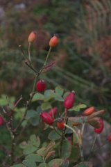 Riguidel2025WrachVeg08