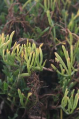 Riguidel2025WrachVeg09