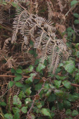 Riguidel2025WrachVeg10