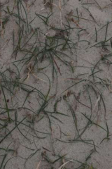 Riguidel2025WrachVeg11