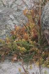 Riguidel2025WrachVeg12