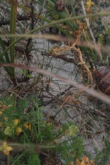 Riguidel2025WrachVeg13