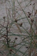 Riguidel2025WrachVeg14