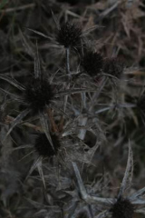 Riguidel2025WrachVeg15