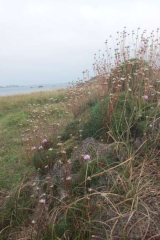 Riguidel2025WrachVeg16