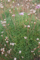 Riguidel2025WrachVeg17