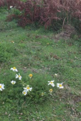 Riguidel2025WrachVeg18