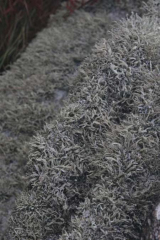 Riguidel2025WrachVeg19