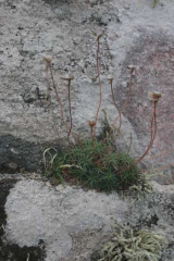 Riguidel2025WrachVeg20