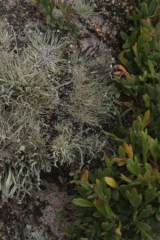 Riguidel2025WrachVeg21