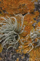 Riguidel2025WrachVeg22