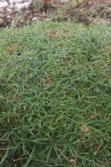 Riguidel2025WrachVeg23