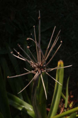 Riguidel2025WrachVeg24