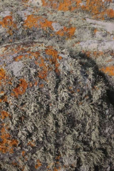 Riguidel2025WrachVeg27