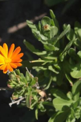 Riguidel2025WrachVeg29