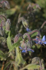 Riguidel2025WrachVeg30