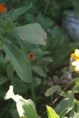 Riguidel2025WrachVeg31