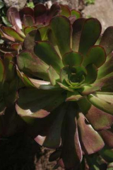 Riguidel2025WrachVeg32