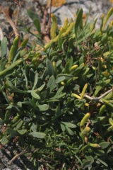 Riguidel2025WrachVeg33