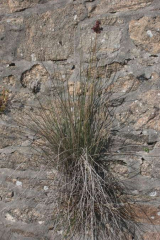 Riguidel2025WrachVeg34